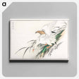 アートパネル-Albatross, from Pictorial Monograph of Birds
 - 鳥類図鑑 Canvas.