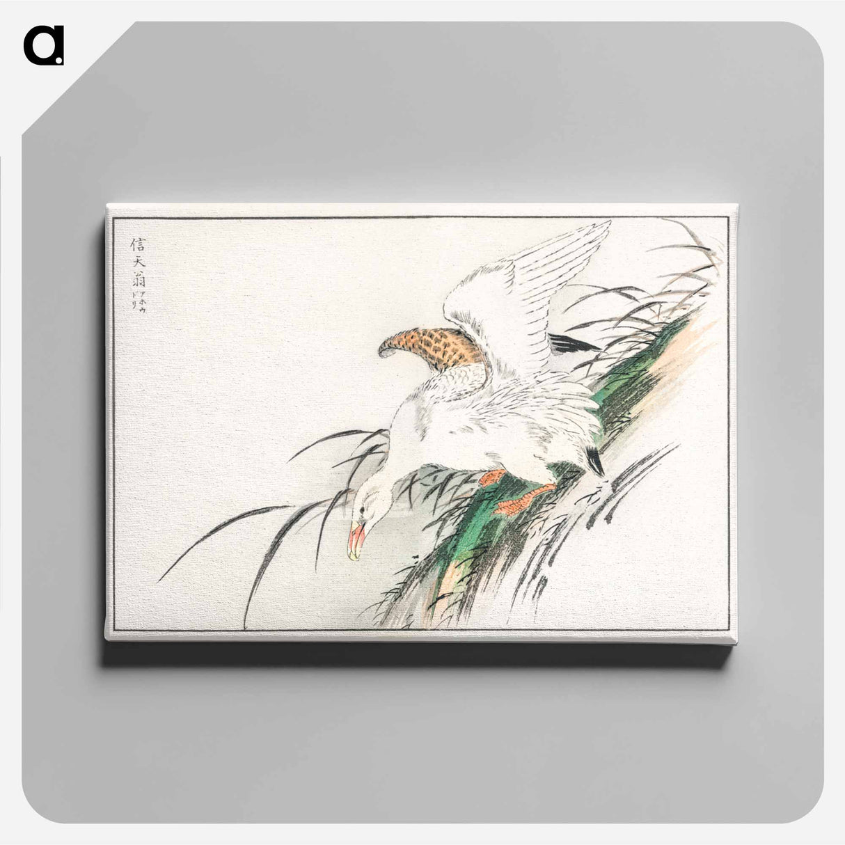 アートパネル-Albatross, from Pictorial Monograph of Birds
 - 鳥類図鑑 Canvas.