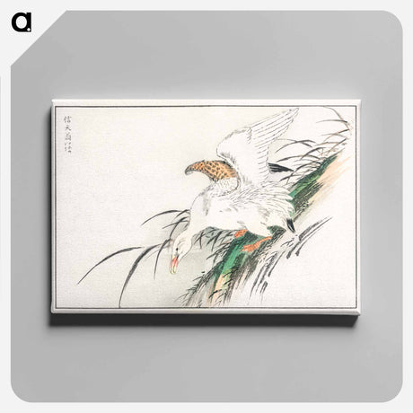 アートパネル-Albatross, from Pictorial Monograph of Birds
 - 鳥類図鑑 Canvas.