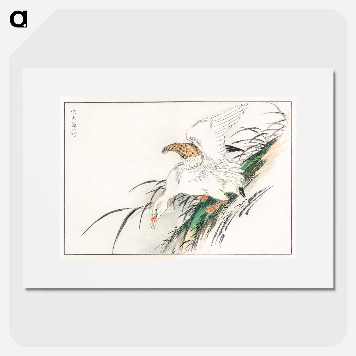 アートポスター-Albatross, from Pictorial Monograph of Birds
 - 鳥類図鑑 Poster.