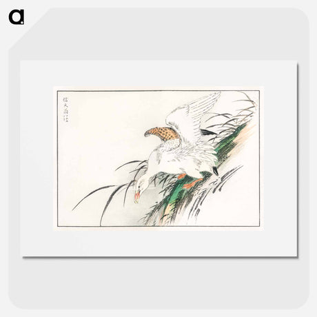 アートポスター-Albatross, from Pictorial Monograph of Birds
 - 鳥類図鑑 Poster.