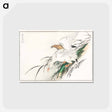 アートポストカード-Albatross, from Pictorial Monograph of Birds
 - 鳥類図鑑 Postcard.