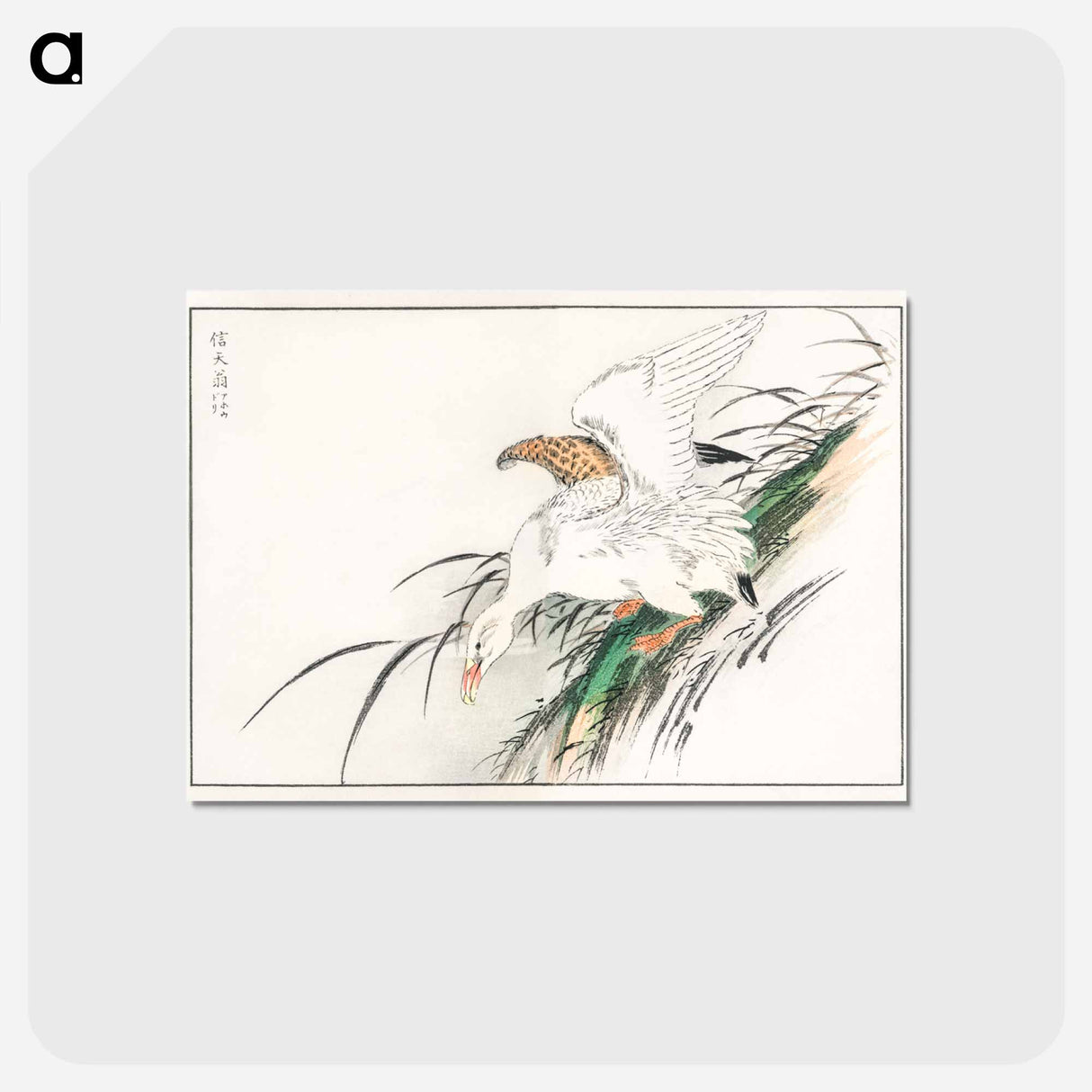 アートポストカード-Albatross, from Pictorial Monograph of Birds
 - 鳥類図鑑 Postcard.