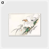 アートポストカード-Albatross, from Pictorial Monograph of Birds
 - 鳥類図鑑 Postcard.