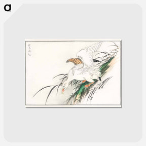 アートポストカード-Albatross, from Pictorial Monograph of Birds
 - 鳥類図鑑 Postcard.