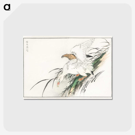 1-99_Pictorial-Monograph-of-Birds_postcard