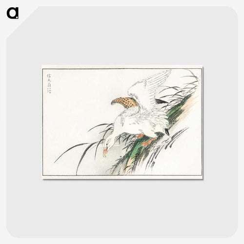鳥類図譜より、アホウドリ - 鳥類図鑑 Postcard.