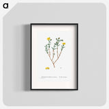 Mesembryanthemum Brachiatum (Three–Forked Fig Marigold) - ピエール ジョゼフ ルドゥーテ Poster.