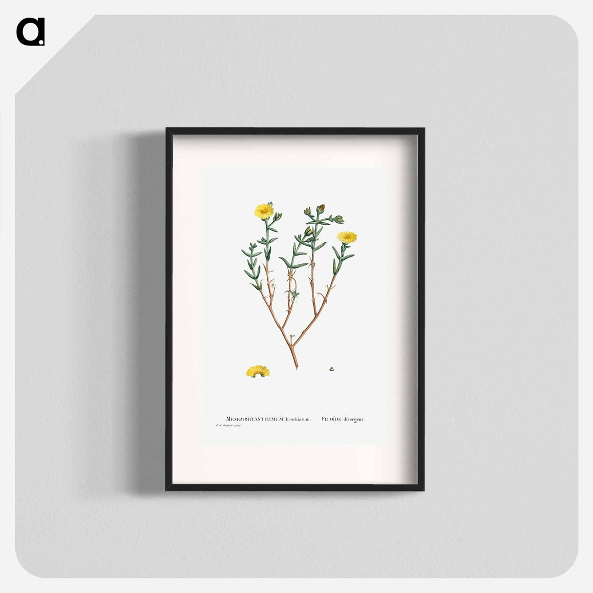 Mesembryanthemum Brachiatum (Three–Forked Fig Marigold) - Pierre-Joseph Redouté Poster.