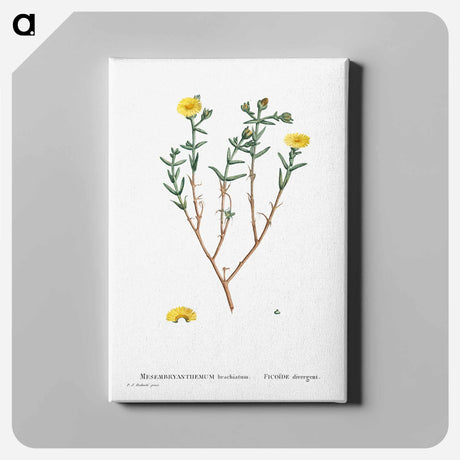 アートパネル-Mesembryanthemum Brachiatum (Three–Forked Fig Marigold) - ピエール ジョゼフ ルドゥーテ Canvas.