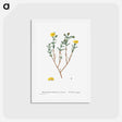 アートポストカード-Mesembryanthemum Brachiatum (Three–Forked Fig Marigold) - ピエール ジョゼフ ルドゥーテ Postcard.