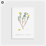 アートポストカード-Mesembryanthemum Brachiatum (Three–Forked Fig Marigold) - ピエール ジョゼフ ルドゥーテ Postcard.