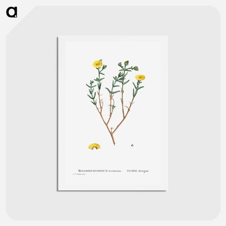 アートポストカード-Mesembryanthemum Brachiatum (Three–Forked Fig Marigold) - ピエール ジョゼフ ルドゥーテ Postcard.