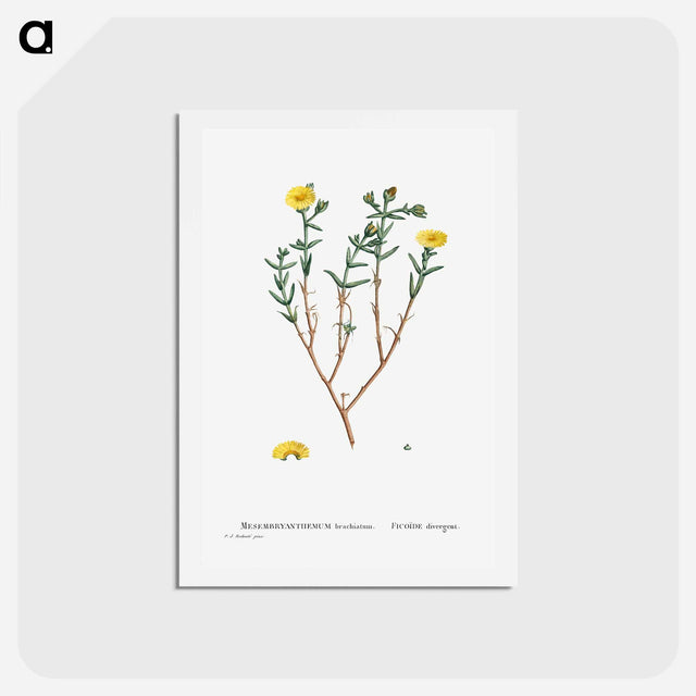 アートポストカード-Mesembryanthemum Brachiatum (Three–Forked Fig Marigold) - ピエール ジョゼフ ルドゥーテ Postcard.