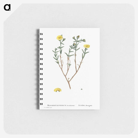 1-99_Pierre-Joseph-Redoute_memo