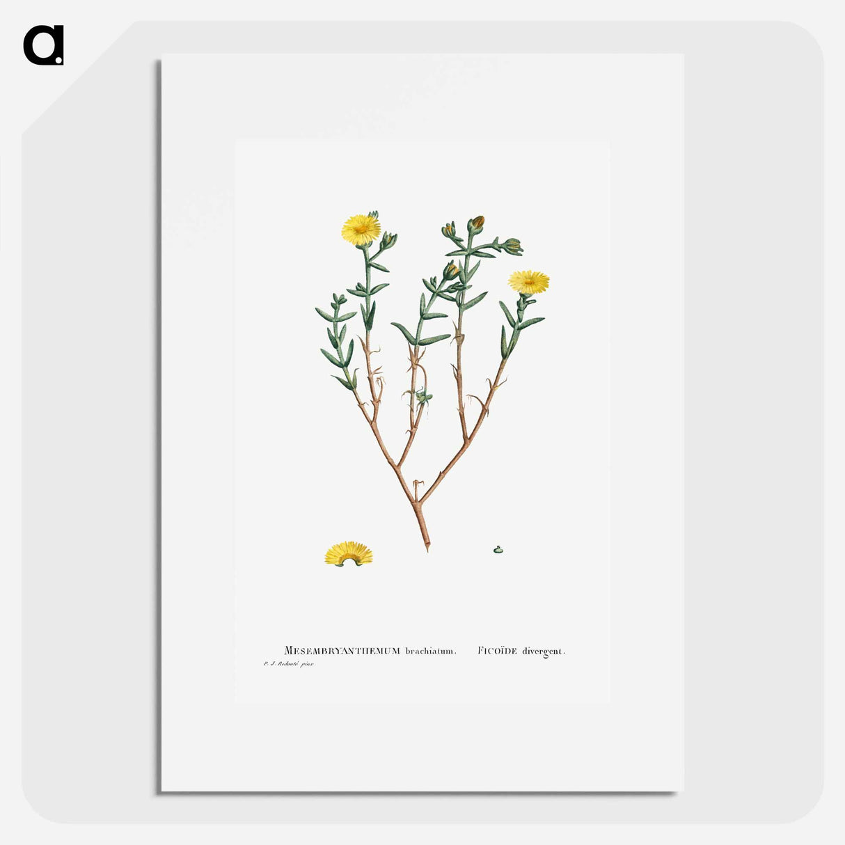 Mesembryanthemum Brachiatum (Three–Forked Fig Marigold) - ピエール ジョゼフ ルドゥーテ Poster.