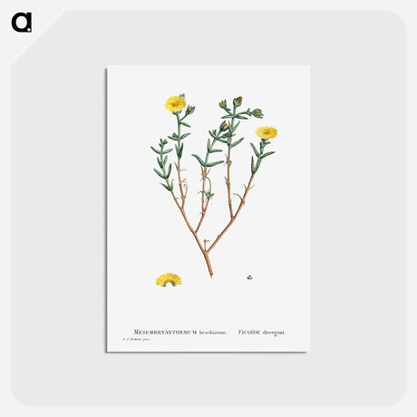 アートポストカード-Mesembryanthemum Brachiatum (Three–Forked Fig Marigold) - ピエール ジョゼフ ルドゥーテ Postcard.