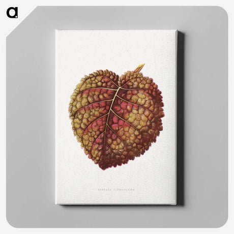 1-99_Plants-with-Colored-Foliage_canvas