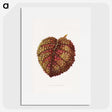 1-99_Plants-with-Colored-Foliage_picture