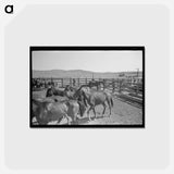アートポストカード-Cowboys Roping Horses
 - ラッセル リー Postcard.