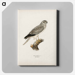 アートパネル-Hen Harrier
 - スヴェンスカ フォグラル Canvas.