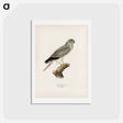 アートポストカード-Hen Harrier
 - スヴェンスカ フォグラル Postcard.