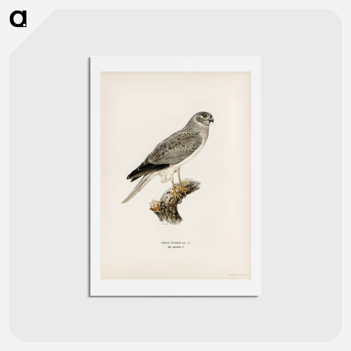 アートポストカード-Hen Harrier
 - スヴェンスカ フォグラル Postcard.