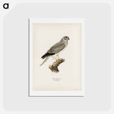 アートポストカード-Hen Harrier
 - スヴェンスカ フォグラル Postcard.