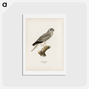 アートポストカード-Hen Harrier
 - スヴェンスカ フォグラル Postcard.