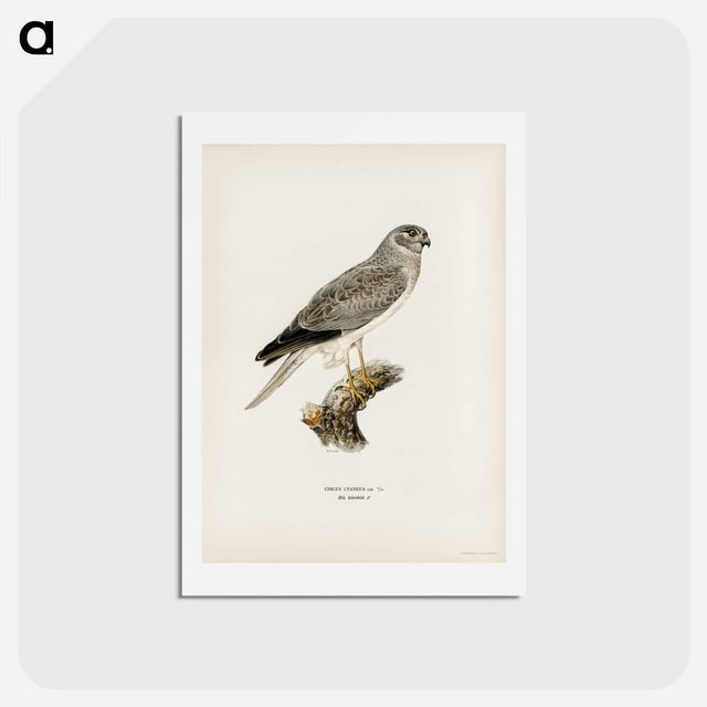 アートポストカード-Hen Harrier
 - スヴェンスカ フォグラル Postcard.