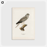 アートポストカード-Hen Harrier
 - スヴェンスカ フォグラル Postcard.