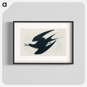 アートポスター-Sooty Tern from Birds of America
 - アメリカの鳥たち Poster.