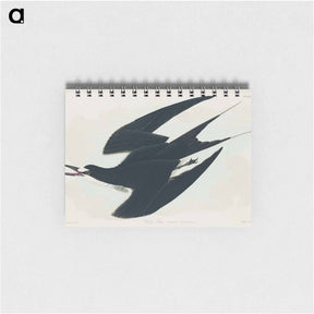 アートメモ帳-Sooty Tern from Birds of America
 - アメリカの鳥たち Memo.