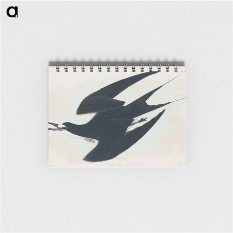 アートメモ帳-Sooty Tern from Birds of America
 - アメリカの鳥たち Memo.