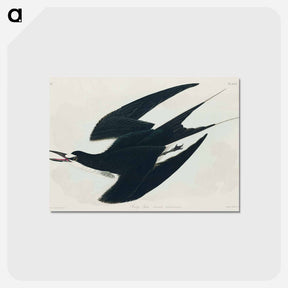 アートポストカード-Sooty Tern from Birds of America
 - アメリカの鳥たち Postcard.