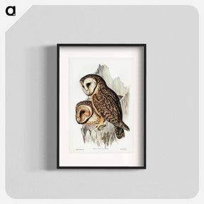 アートポスター-Chestnut-faced Owl
 - オーストラリアの鳥 Poster.