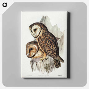 アートパネル-Chestnut-faced Owl
 - オーストラリアの鳥 Canvas.