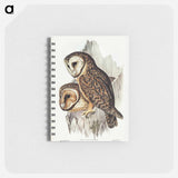 アートメモ帳-Chestnut-faced Owl
 - オーストラリアの鳥 Memo.