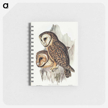 アートメモ帳-Chestnut-faced Owl
 - オーストラリアの鳥 Memo.