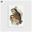 アートポストカード-Chestnut-faced Owl
 - オーストラリアの鳥 Postcard.