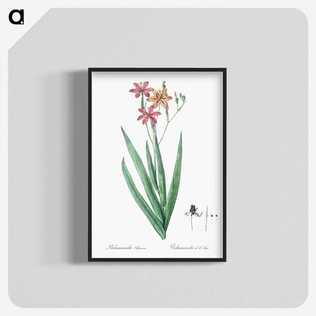 1-99_The-Lilies_blk-crop