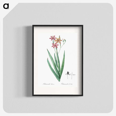 1-99_The-Lilies_blk