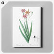 1-99_The-Lilies_canvas