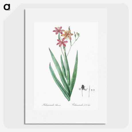 1-99_The-Lilies_picture