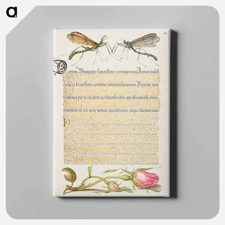 アートパネル-Crested Crane Fly, Insect, and French Rose from Mira Calligraphiae Monumenta or The Model Book of Calligraphy
 - 書道のお手本 Canvas.