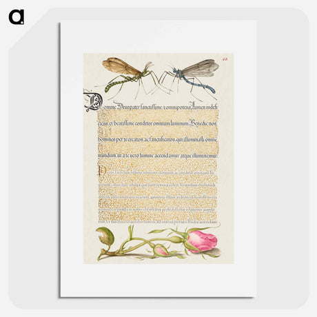 アートポスター-Crested Crane Fly, Insect, and French Rose from Mira Calligraphiae Monumenta or The Model Book of Calligraphy
 - 書道のお手本 Poster.