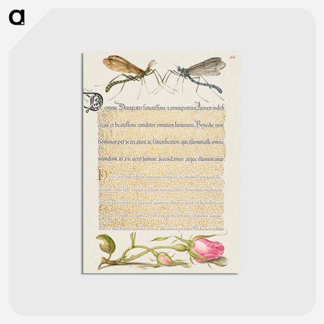 アートポストカード-Crested Crane Fly, Insect, and French Rose from Mira Calligraphiae Monumenta or The Model Book of Calligraphy
 - 書道のお手本 Postcard.