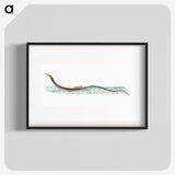1-99_The-Natural-History-of-British-Fishes_blk