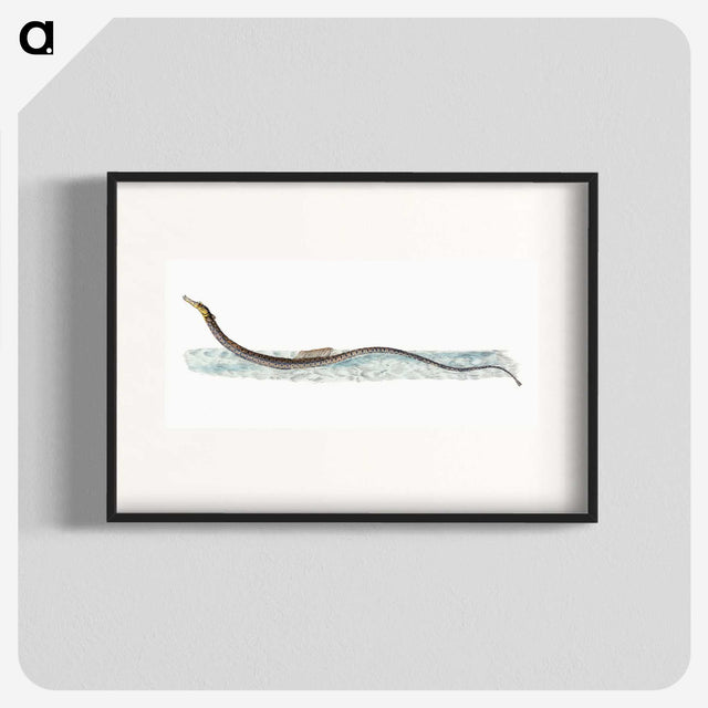 1-99_The-Natural-History-of-British-Fishes_blk