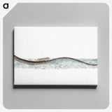 1-99_The-Natural-History-of-British-Fishes_canvas